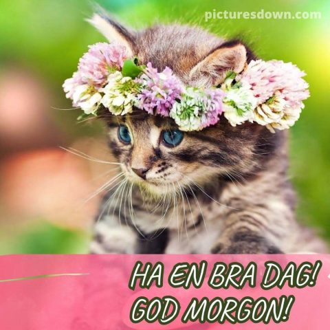 God morgon allihopa bild liten katt ladda ner gratis
