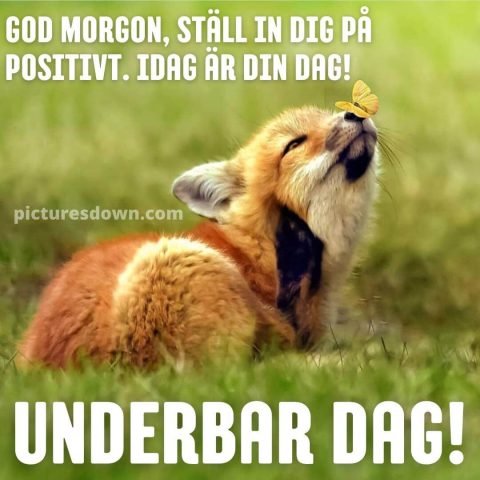 God morgon allihopa bild räv och fjäril ladda ner gratis