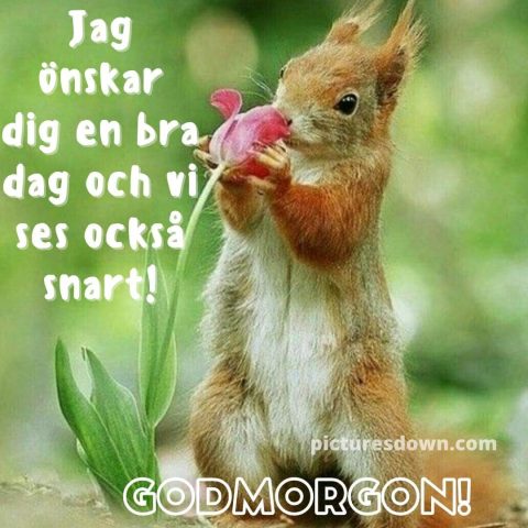 God morgon allihopa bild ekorre ladda ner gratis