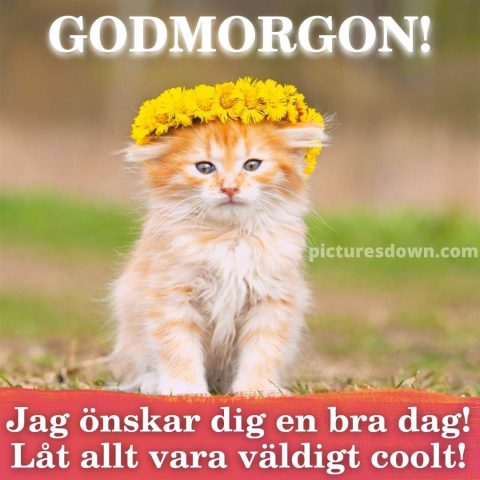Godmorgon bild katt i en krans ladda ner gratis
