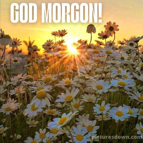 Godmorgon blommor bild kamomill ladda ner gratis