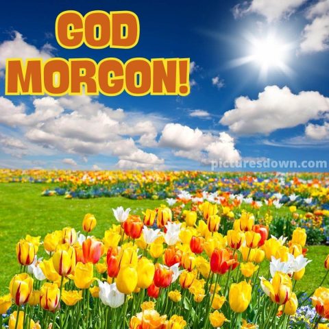 Godmorgon blommor bild tulpaner ladda ner gratis