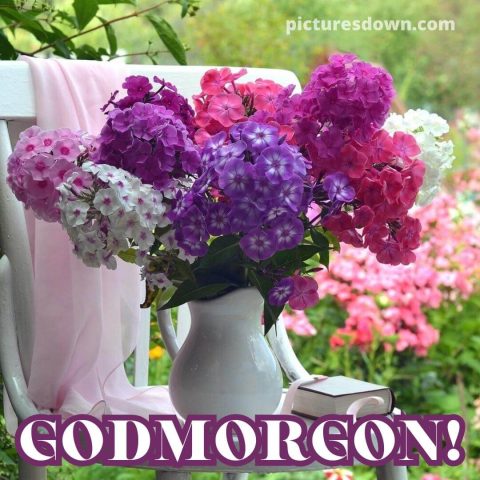 Godmorgon blommor bild Phlox ladda ner gratis