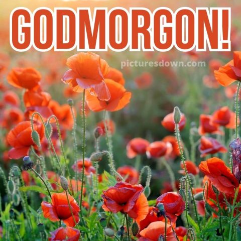 Godmorgon blommor bild vallmo ladda ner gratis