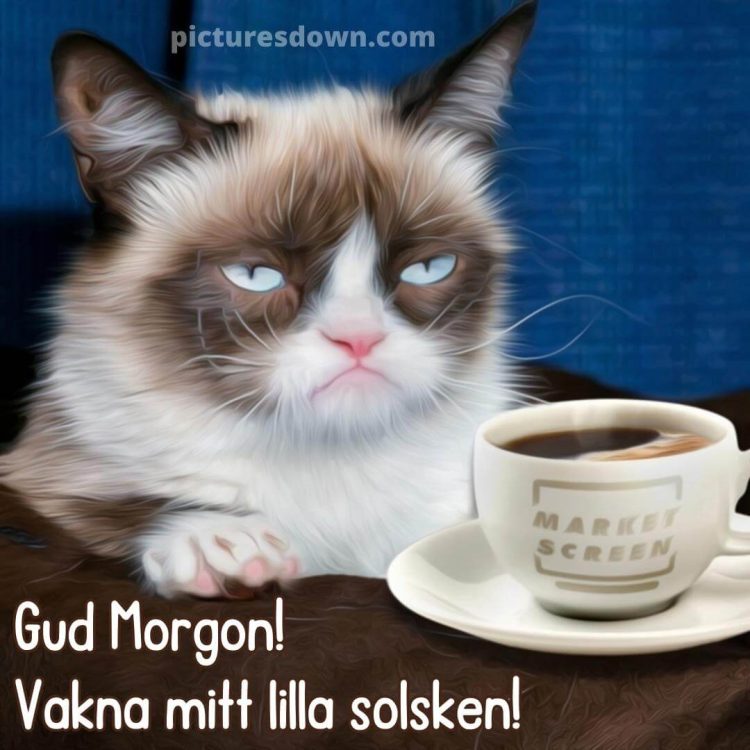 Godmorgon kaffe bild dyster katt ladda ner gratis