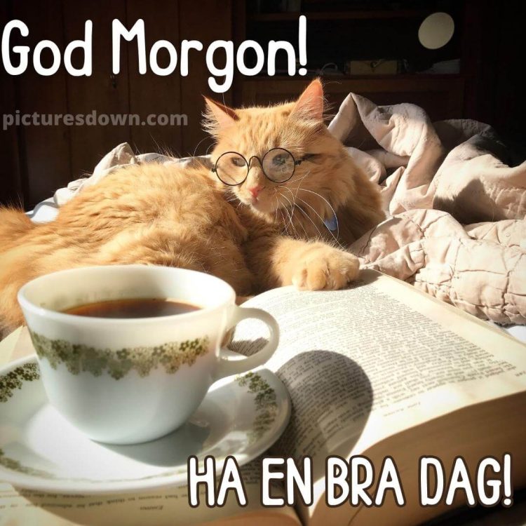 Godmorgon kaffe bild katt med glasögon ladda ner gratis