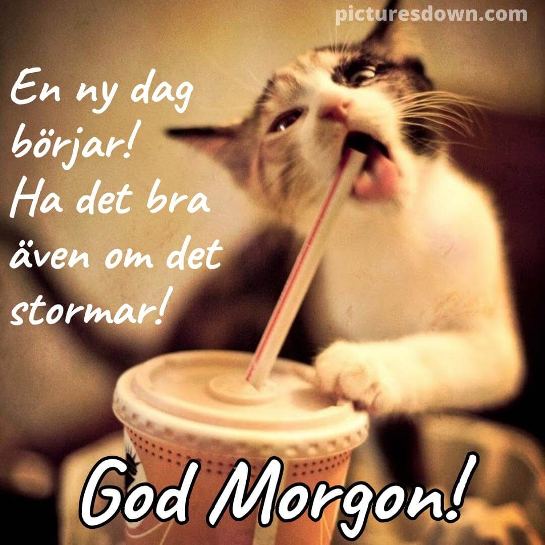 Godmorgon Kaffe Bild Katt Med Ett R r Picturesdown