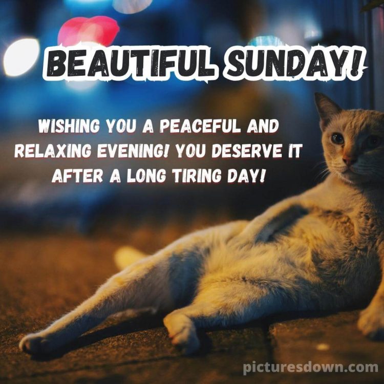 Good evening sunday image cat free download