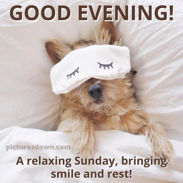 Good evening sunday image dog in bed free download