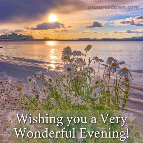 Good evening sunday image chamomile free download