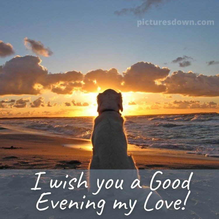 Good evening sunday image dog free download