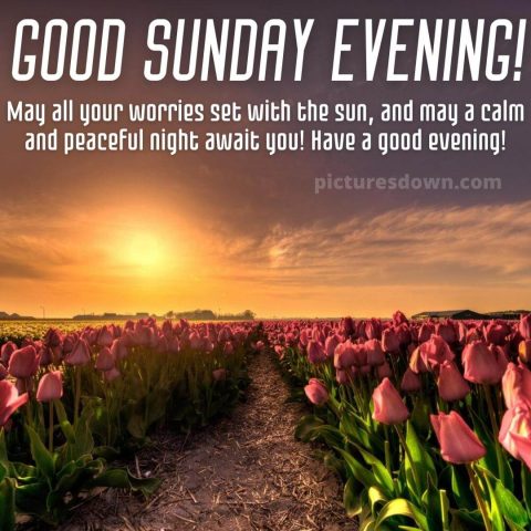 Good evening sunday image tulips free download