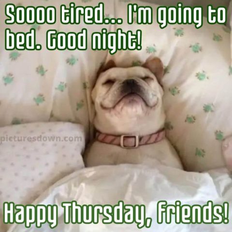 Good night thursday image dog in bed free download