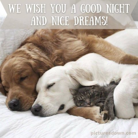 Good night thursday image dogs and cat free download