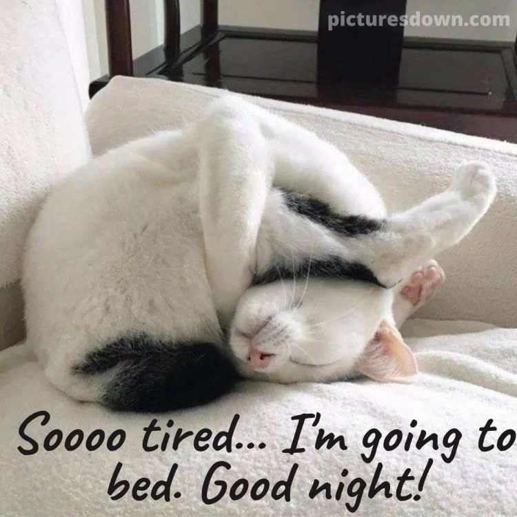 Good night thursday image sleeping cat free download