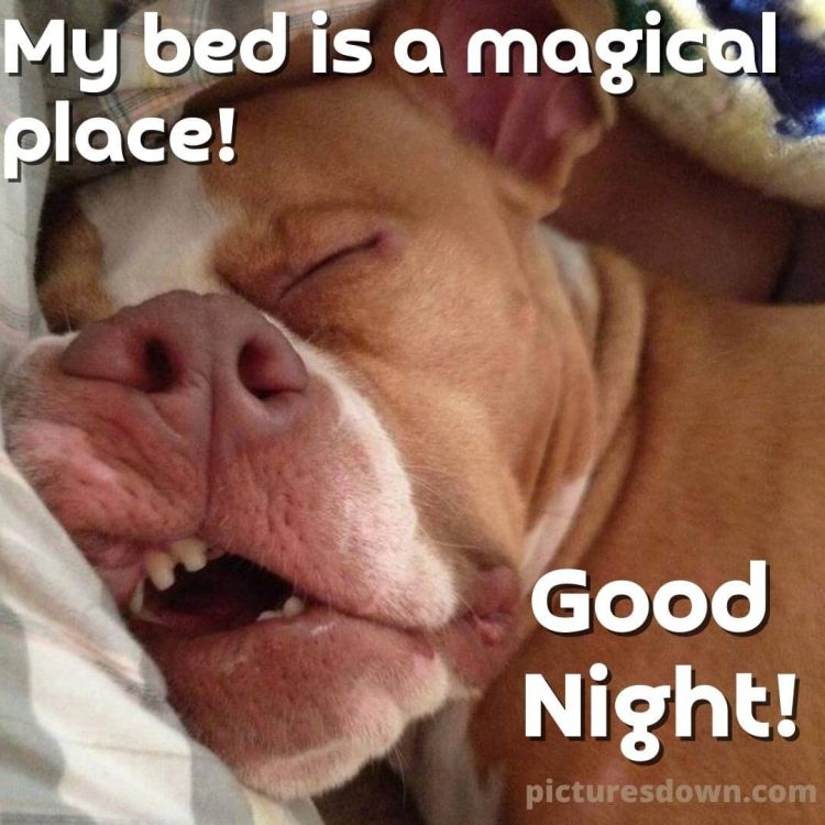 Good night thursday image sleeping dog free download