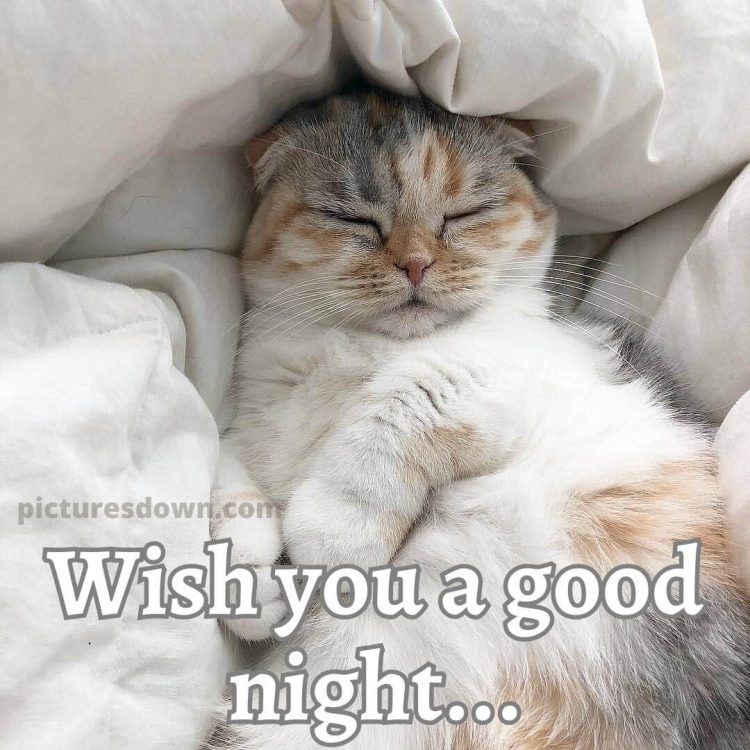Good night thursday image cat in bed free download