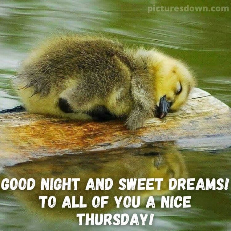 Good night thursday image duck free download
