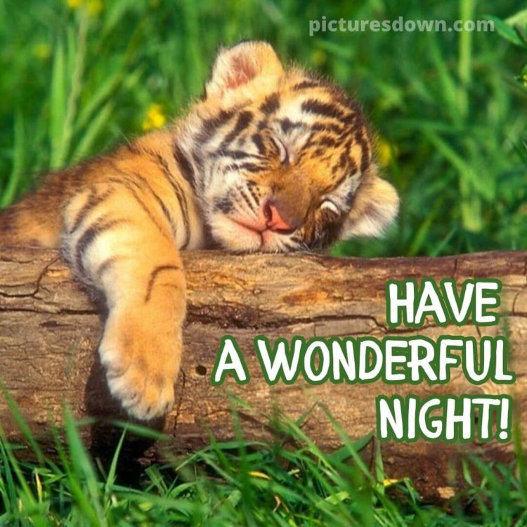 Good night thursday image tiger free download