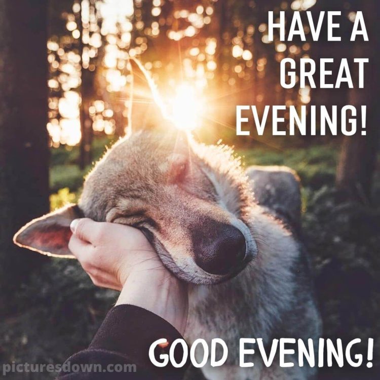 Good evening thursday wolf free download