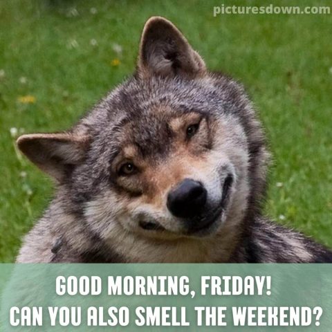 Good morning friday funny image wolf free download