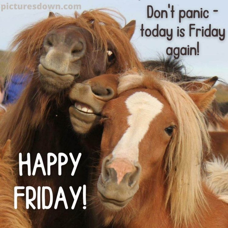 Good morning friday funny image horses free download