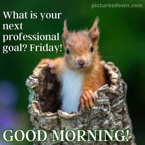 Good morning friday funny image squirrel in the hollow free download