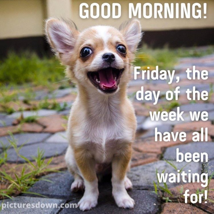 Good morning friday funny image a little dog free download
