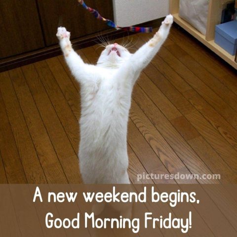 Good morning friday funny image standing cat free download