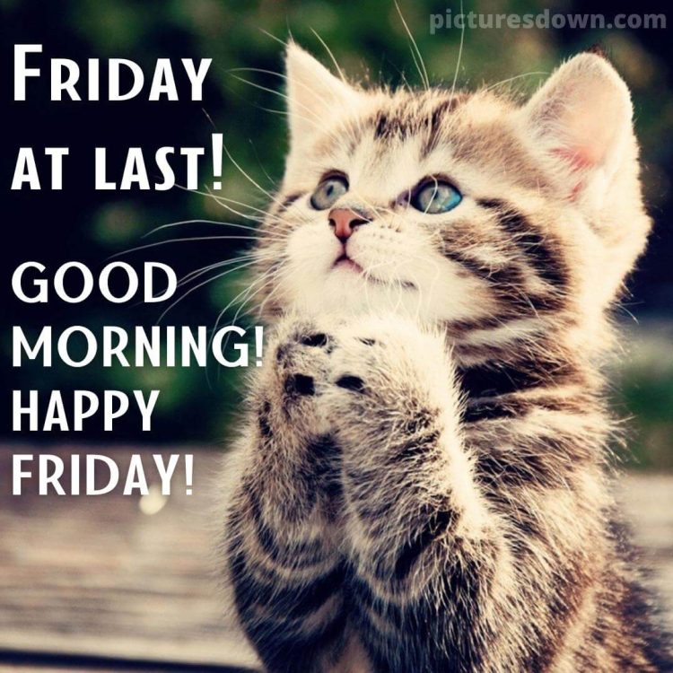 Good morning friday funny image little cat free download