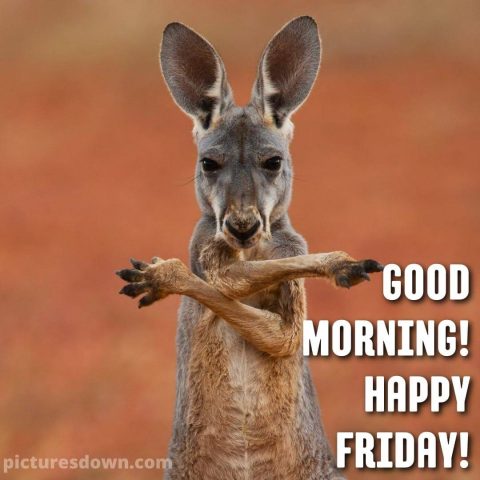Good morning friday funny image kangaroo free download