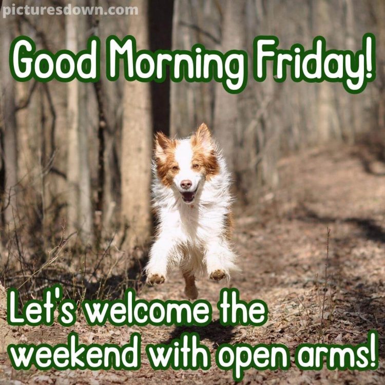 Good morning friday funny image happy dog free download
