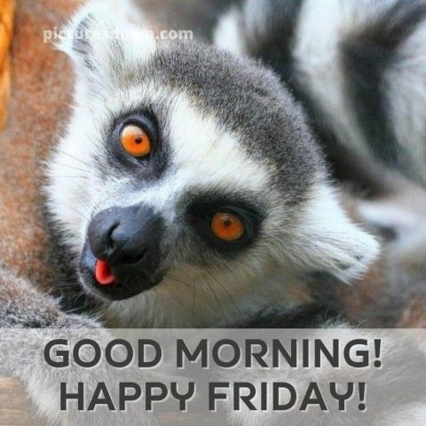 Funny friday image lemur free download