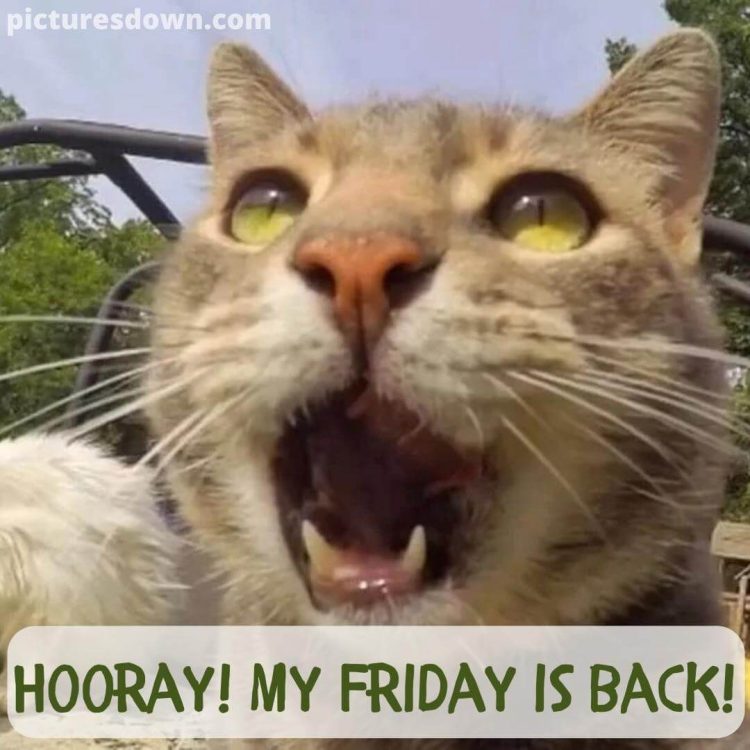 Good morning friday funny image screaming cat free download