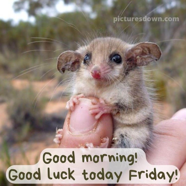 Funny friday image mouse free download