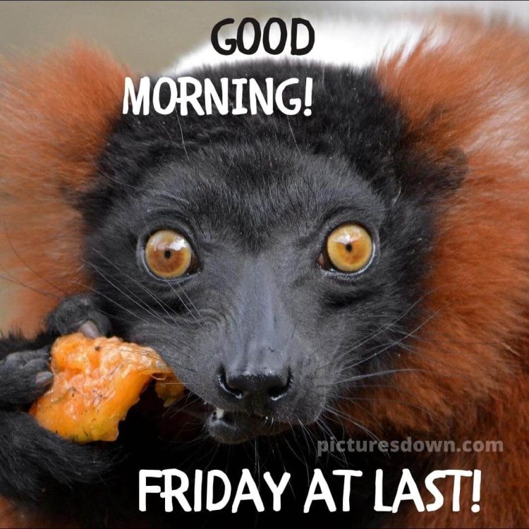 Funny friday image red lemur free download