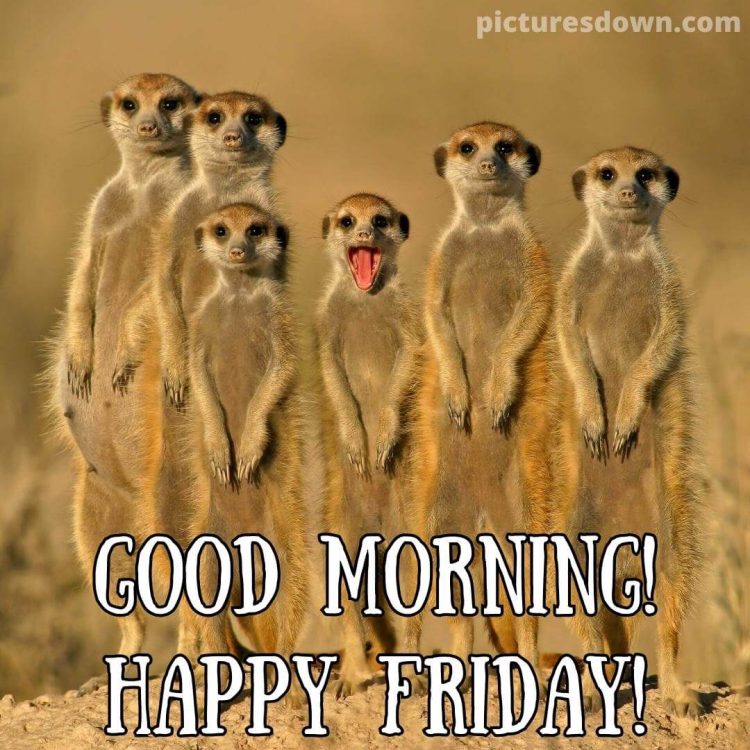 Funny friday image meerkats free download