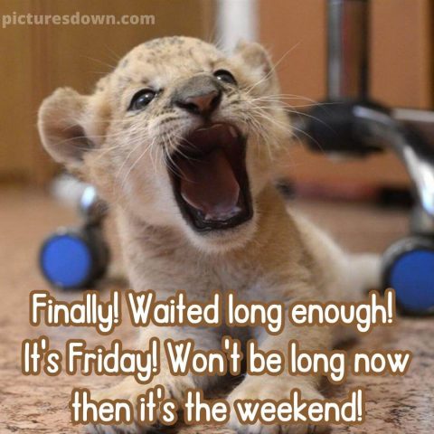 Funny friday image lionet free download