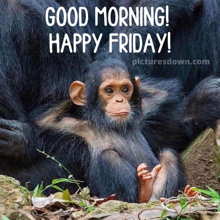 Funny friday image monkey free download