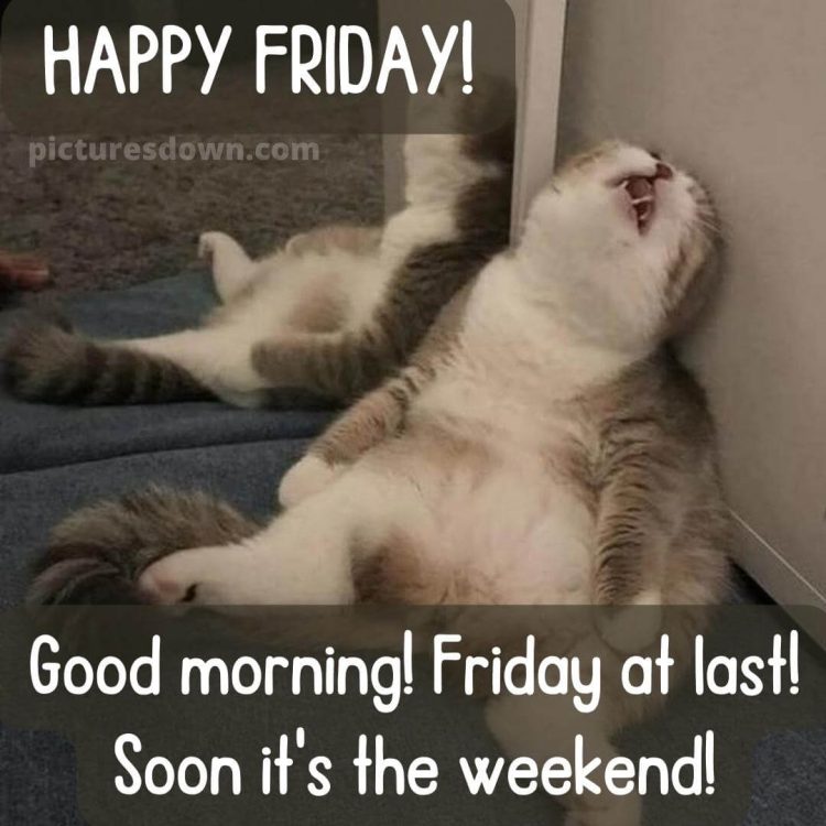 Good friday morning funny picture cat free download