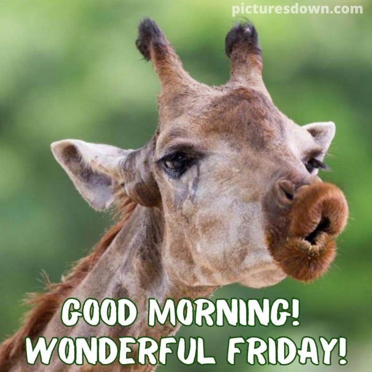 Good friday morning funny picture giraffe free download
