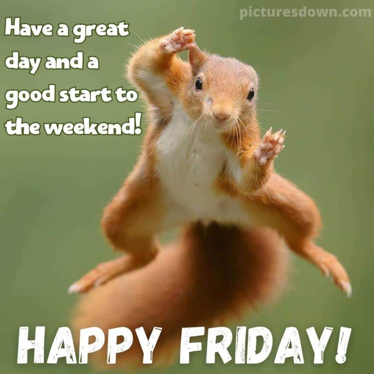 Good morning friday funny image squirrel free download