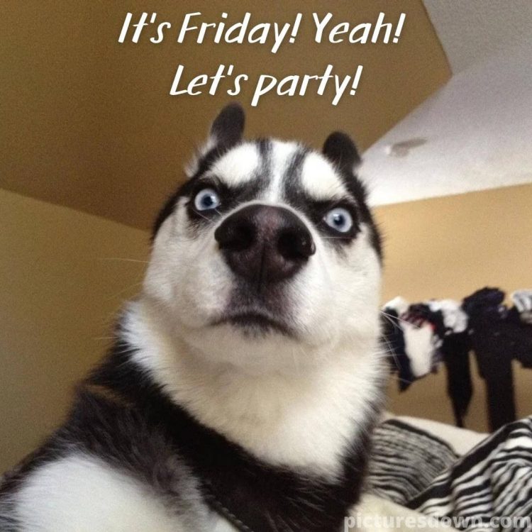 Good friday morning funny picture husky free download