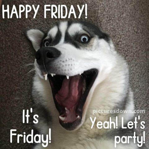 Good friday morning funny picture dog free download
