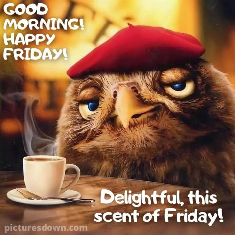Good friday morning funny picture owl free download