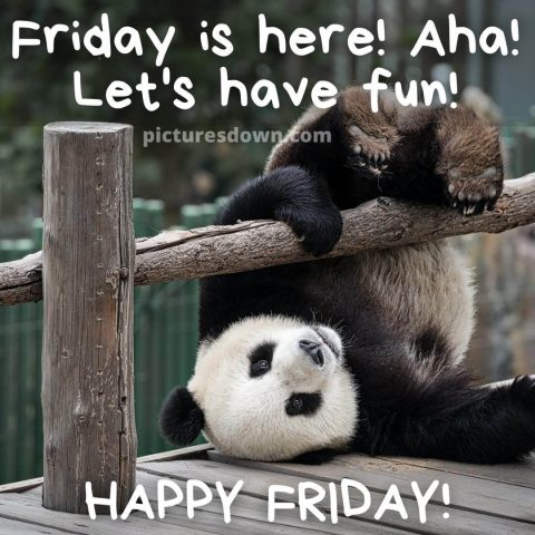 Good friday morning funny picture panda free download