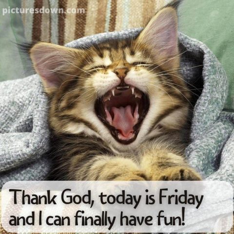 Good friday morning funny picture cat in a blanket free download