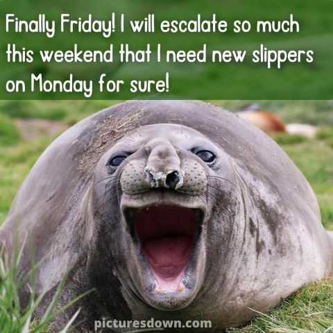 Good morning friday funny image sea ​​Elephant free download