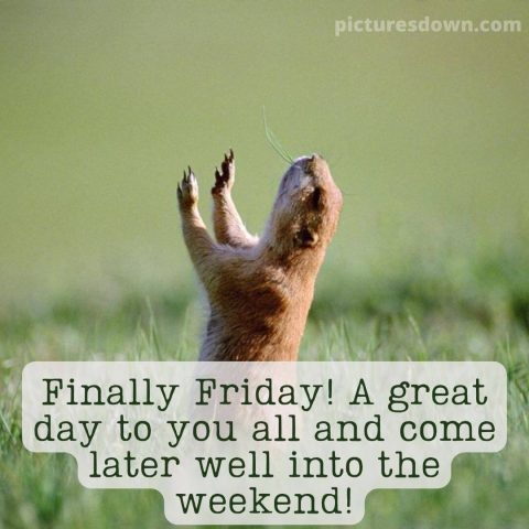 Good morning friday funny image rodent free download