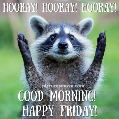 Good morning friday funny image raccoon free download